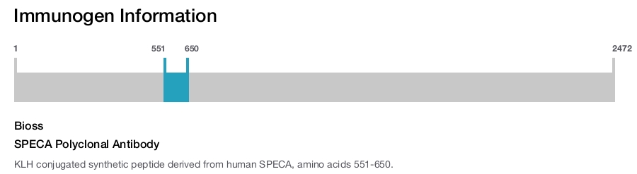SPECA Polyclonal Antibody