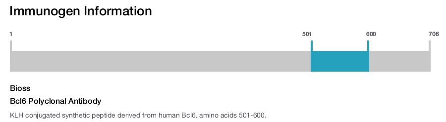 Bcl6 Polyclonal Antibody