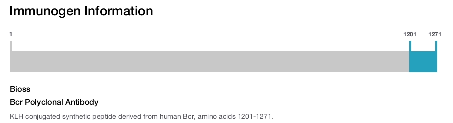 Bcr Polyclonal Antibody