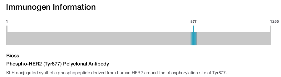 Phospho-HER2 (Tyr877) Polyclonal Antibody