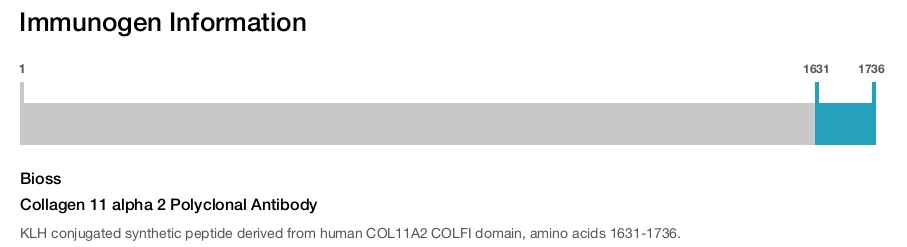 Collagen 11 alpha 2 Polyclonal Antibody