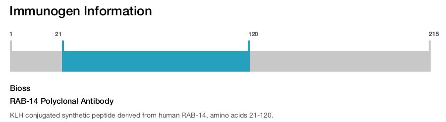 RAB-14 Polyclonal Antibody