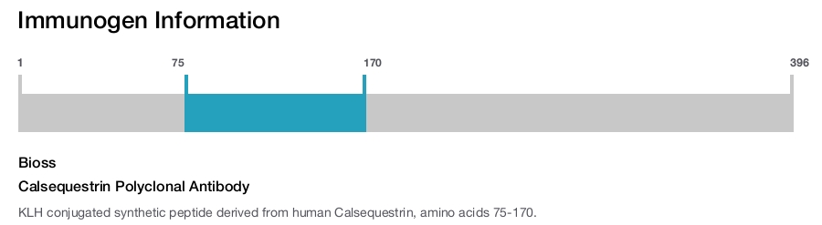Calsequestrin Polyclonal Antibody