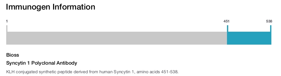 Syncytin 1 Polyclonal Antibody