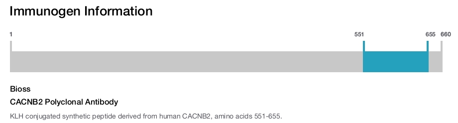 CACNB2 Polyclonal Antibody