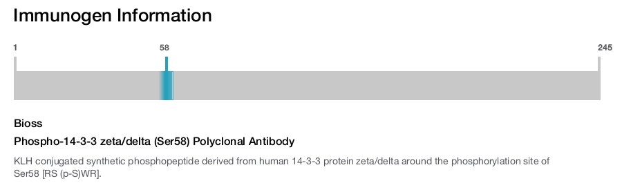 Phospho-14-3-3 zeta/delta (Ser58) Polyclonal Antibody