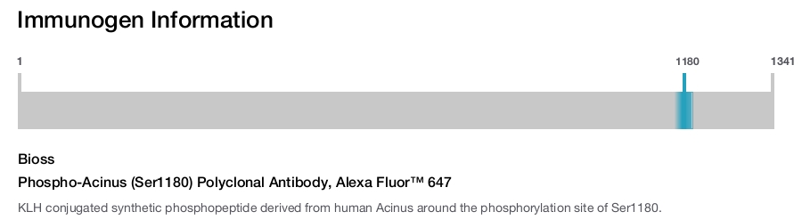Phospho-Acinus (Ser1180) Polyclonal Antibody, Alexa Fluor&trade; 647