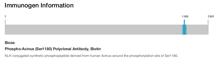 Phospho-Acinus (Ser1180) Polyclonal Antibody, Biotin