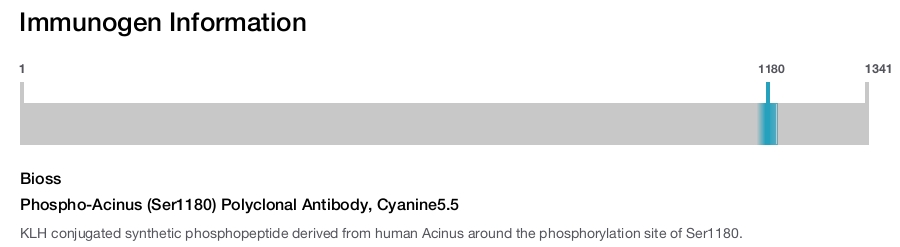Phospho-Acinus (Ser1180) Polyclonal Antibody, Cyanine5.5
