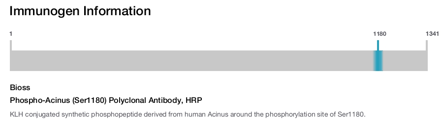 Phospho-Acinus (Ser1180) Polyclonal Antibody, HRP