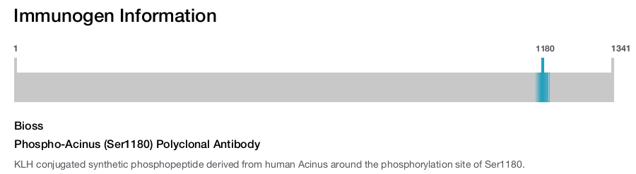 Phospho-Acinus (Ser1180) Polyclonal Antibody