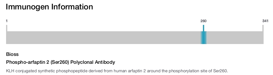 Phospho-arfaptin 2 (Ser260) Polyclonal Antibody