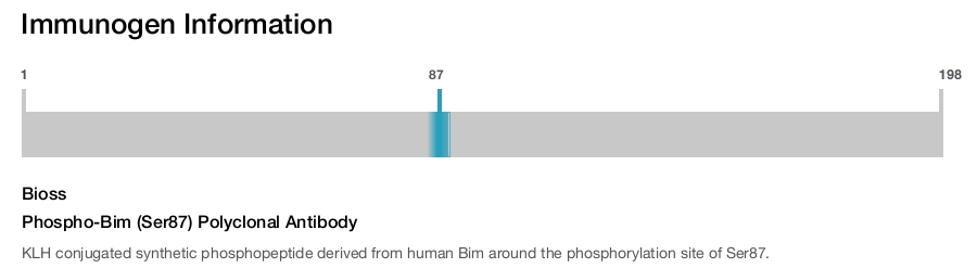 Phospho-Bim (Ser87) Polyclonal Antibody