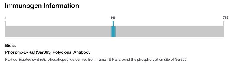 Phospho-B-Raf (Ser365) Polyclonal Antibody