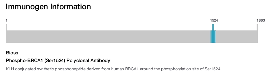 Phospho-BRCA1 (Ser1524) Polyclonal Antibody