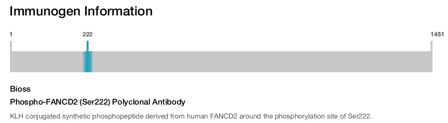 Phospho-FANCD2 (Ser222) Polyclonal Antibody