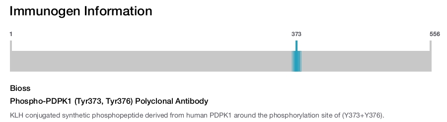 Phospho-PDPK1 (Tyr373, Tyr376) Polyclonal Antibody