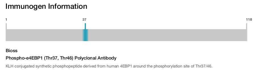 Phospho-e4EBP1 (Thr37, Thr46) Polyclonal Antibody