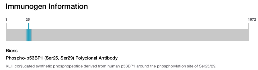 Phospho-p53BP1 (Ser25, Ser29) Polyclonal Antibody