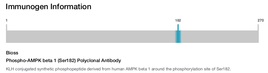 Phospho-AMPK beta 1 (Ser182) Polyclonal Antibody