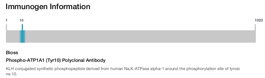 Phospho-ATP1A1 (Tyr10) Polyclonal Antibody