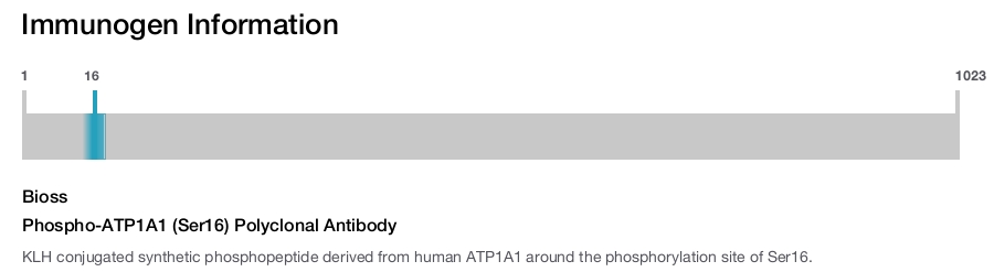 Phospho-ATP1A1 (Ser16) Polyclonal Antibody