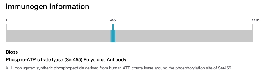 Phospho-ATP citrate lyase (Ser455) Polyclonal Antibody