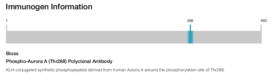 Phospho-Aurora A (Thr288) Polyclonal Antibody