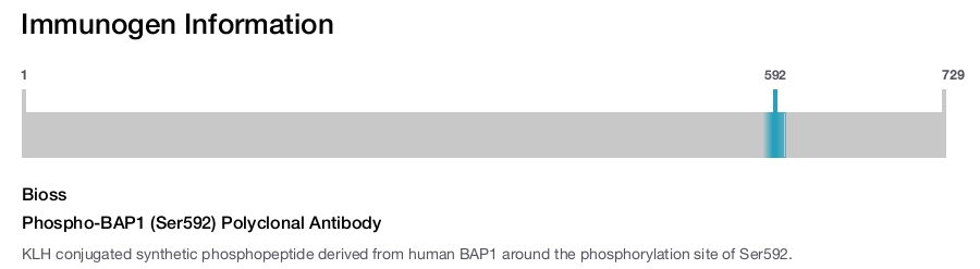 Phospho-BAP1 (Ser592) Polyclonal Antibody