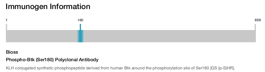 Phospho-Btk (Ser180) Polyclonal Antibody
