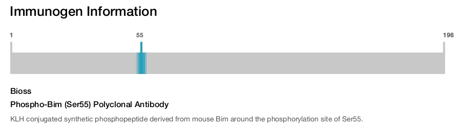 Phospho-Bim (Ser55) Polyclonal Antibody