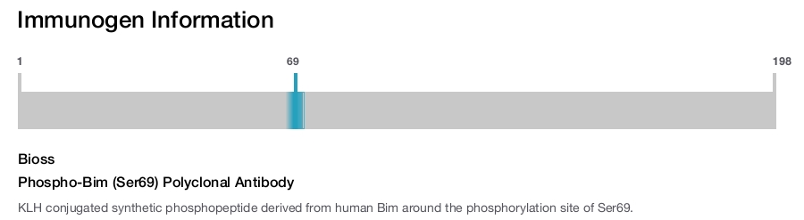 Phospho-Bim (Ser69) Polyclonal Antibody