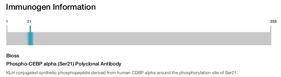 Phospho-CEBP alpha (Ser21) Polyclonal Antibody
