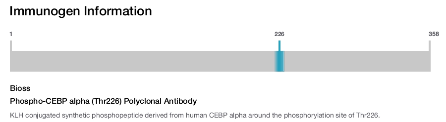 Phospho-CEBP alpha (Thr226) Polyclonal Antibody