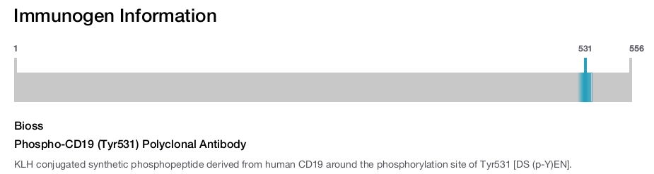 Phospho-CD19 (Tyr531) Polyclonal Antibody