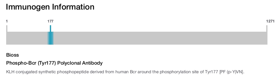 Phospho-Bcr (Tyr177) Polyclonal Antibody