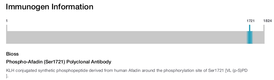 Phospho-Afadin (Ser1721) Polyclonal Antibody