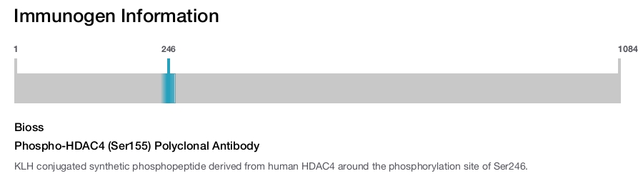 Phospho-HDAC4 (Ser155) Polyclonal Antibody