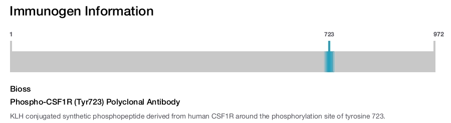 Phospho-CSF1R (Tyr723) Polyclonal Antibody