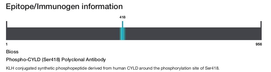 Phospho-CYLD (Ser418) Polyclonal Antibody