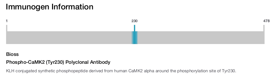 Phospho-CaMK2 (Tyr230) Polyclonal Antibody