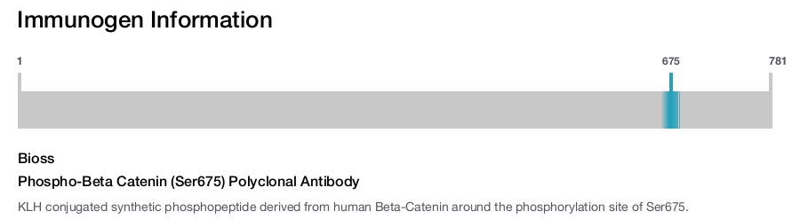 Phospho-Beta Catenin (Ser675) Polyclonal Antibody