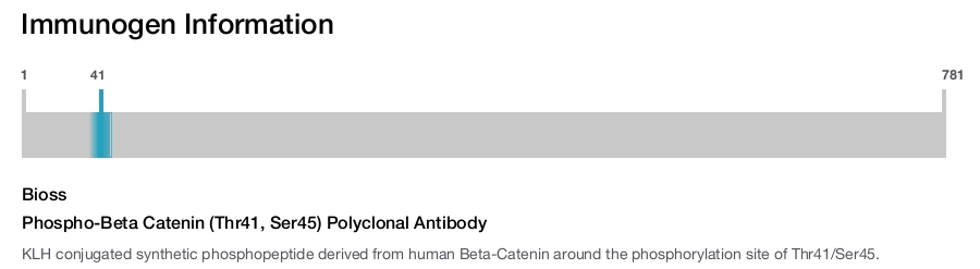 Phospho-Beta Catenin (Thr41, Ser45) Polyclonal Antibody