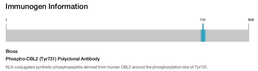 Phospho-CBL2 (Tyr731) Polyclonal Antibody