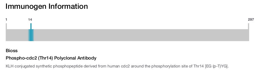 Phospho-cdc2 (Thr14) Polyclonal Antibody