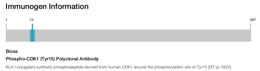 Phospho-CDK1 (Tyr15) Polyclonal Antibody