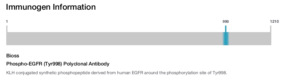 Phospho-EGFR (Tyr998) Polyclonal Antibody