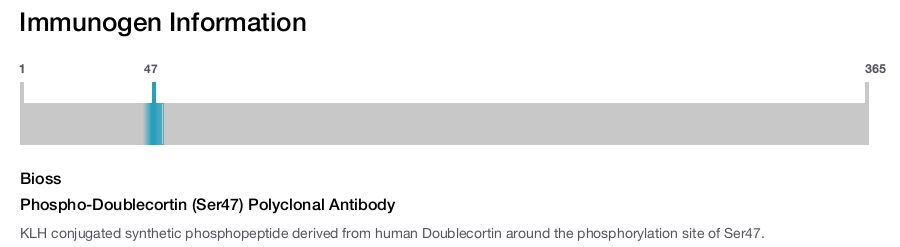 Phospho-Doublecortin (Ser47) Polyclonal Antibody