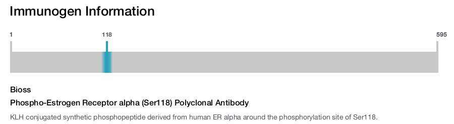 Phospho-Estrogen Receptor alpha (Ser118) Polyclonal Antibody