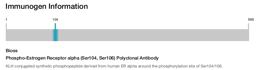 Phospho-Estrogen Receptor alpha (Ser104, Ser106) Polyclonal Antibody